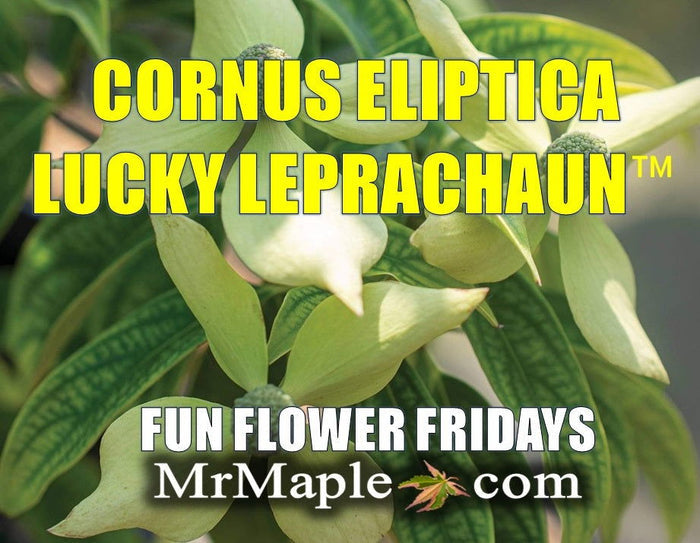 - Cornus elliptica 'NCCE1' Lucky Leprechaun® Chinese Evergreen Dogwood - Mr Maple │ Buy Japanese Maple Trees