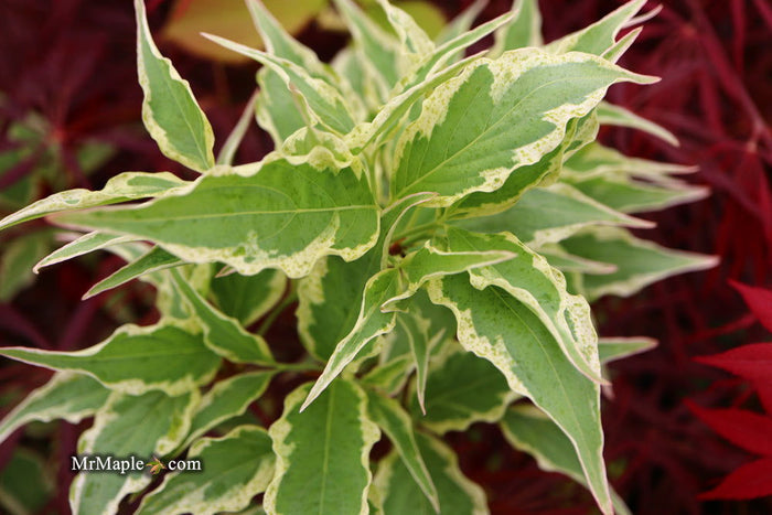 - Cornus kousa 'Arctic' White Variegated Chinese Dogwood - Mr Maple │ Buy Japanese Maple Trees
