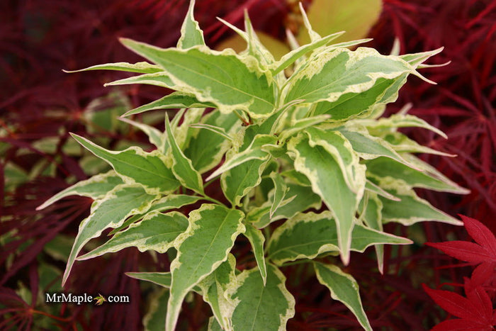 - Cornus kousa 'Arctic' White Variegated Chinese Dogwood - Mr Maple │ Buy Japanese Maple Trees