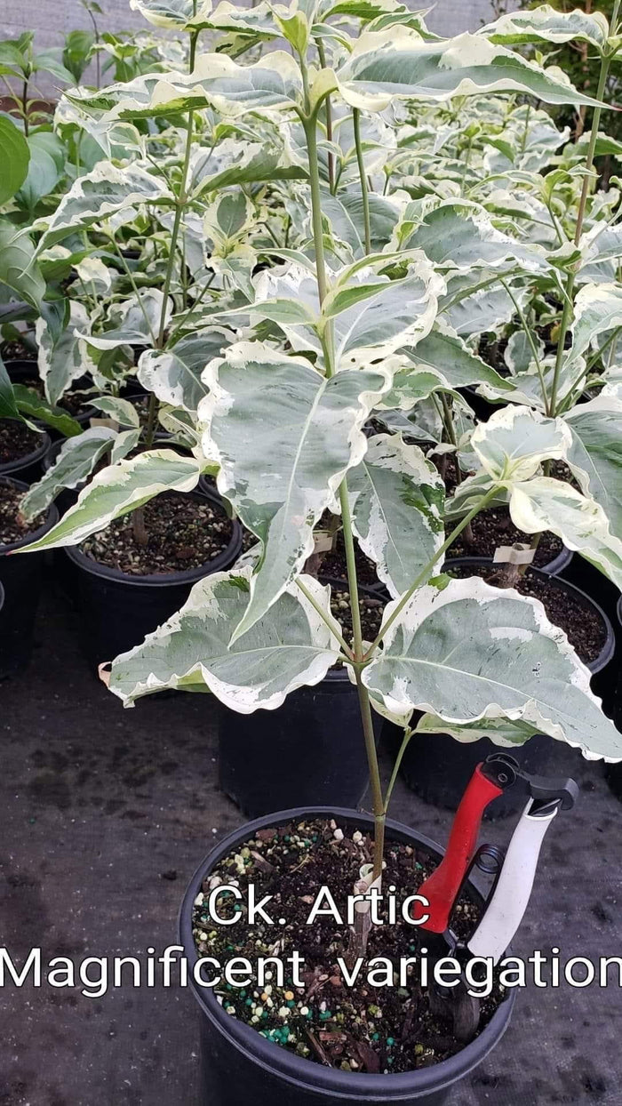 - Cornus kousa 'Arctic' White Variegated Chinese Dogwood - Mr Maple │ Buy Japanese Maple Trees