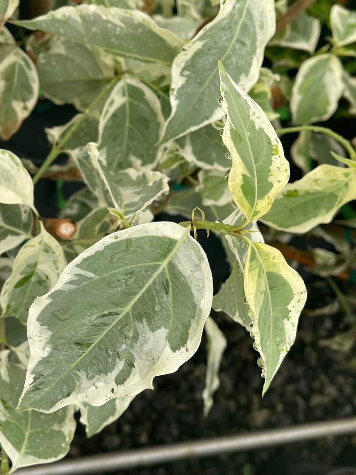 - Cornus kousa 'Arctic' White Variegated Chinese Dogwood - Mr Maple │ Buy Japanese Maple Trees