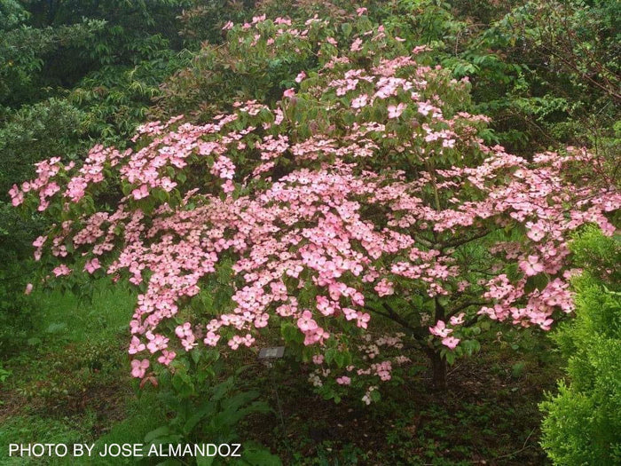 - Cornus kousa 'Satomi’ Pink Flowering Chinese Dogwood - Mr Maple │ Buy Japanese Maple Trees