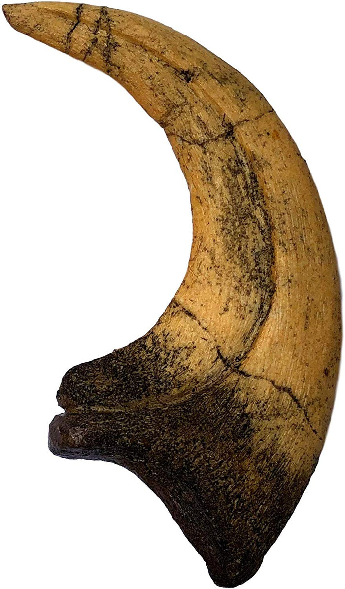 Deinonychus Raptor Dinosaur Claw Replica - dinosaursrocksuperstore