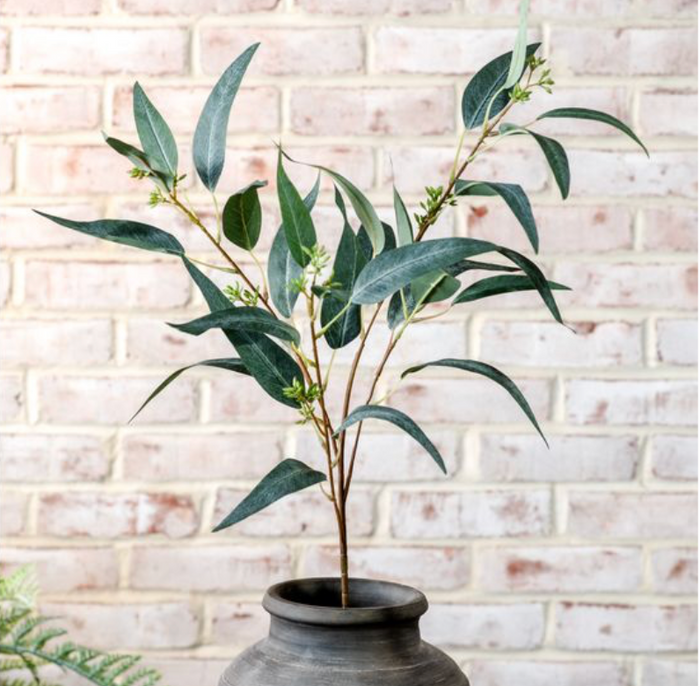 Eucalyptus Budding Stem
