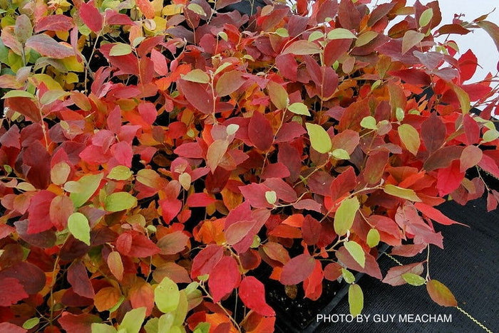 - Fothergilla xintermedia 'Jane Platt' Dwarf Fothergilla - Mr Maple │ Buy Japanese Maple Trees