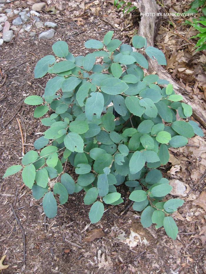 - Fothergilla xintermedia 'Jane Platt' Dwarf Fothergilla - Mr Maple │ Buy Japanese Maple Trees