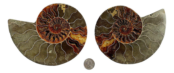 Genuine Ammonite Fossil Pair - Split and Polished - from Madagascar (2) - dinosaursrocksuperstore