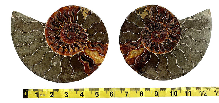 Genuine Ammonite Fossil Pair - Split and Polished - from Madagascar (2) - dinosaursrocksuperstore