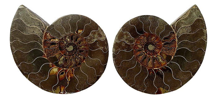 Genuine Ammonite Fossil Pair - Split and Polished - from Madagascar (3) - dinosaursrocksuperstore