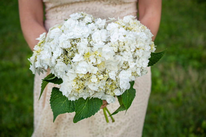 - Hydrangea macrophylla ‘Dancing Snow’ Wedding Gown™ Hydrangea - Mr Maple │ Buy Japanese Maple Trees