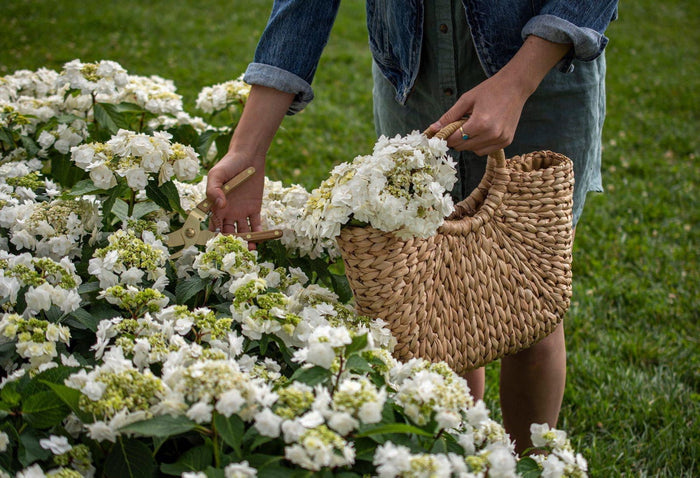 - Hydrangea macrophylla ‘Dancing Snow’ Wedding Gown™ Hydrangea - Mr Maple │ Buy Japanese Maple Trees
