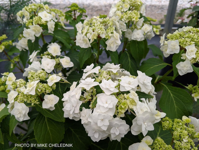 - Hydrangea macrophylla ‘Dancing Snow’ Wedding Gown™ Hydrangea - Mr Maple │ Buy Japanese Maple Trees