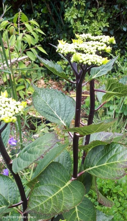 - Hydrangea macrophylla ‘Zorro’ Black Stem Hydrangea - Mr Maple │ Buy Japanese Maple Trees