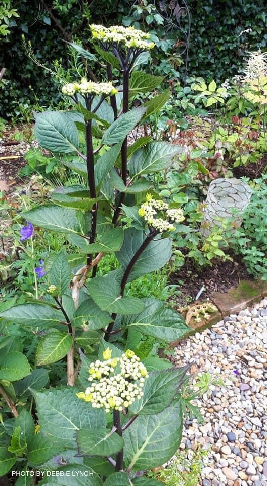 - Hydrangea macrophylla ‘Zorro’ Black Stem Hydrangea - Mr Maple │ Buy Japanese Maple Trees