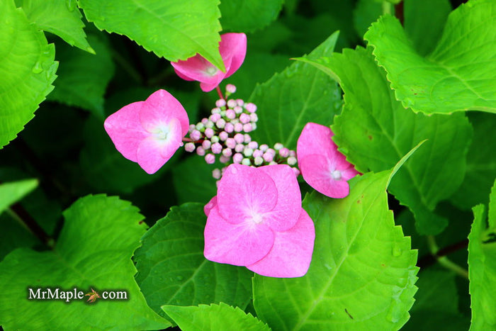 - Hydrangea macrophylla ‘Zorro’ Black Stem Hydrangea - Mr Maple │ Buy Japanese Maple Trees