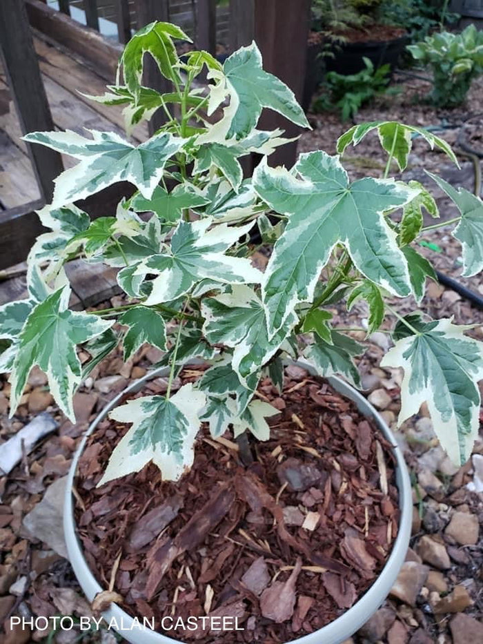 - Liquidambar styraciflua 'Silver King' Variegated Sweet Gum - Mr Maple │ Buy Japanese Maple Trees