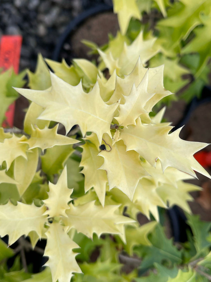 - Osmanthus heterophyllus 'Ogon' Yellow Fragrant Tea Olive - Mr Maple │ Buy Japanese Maple Trees