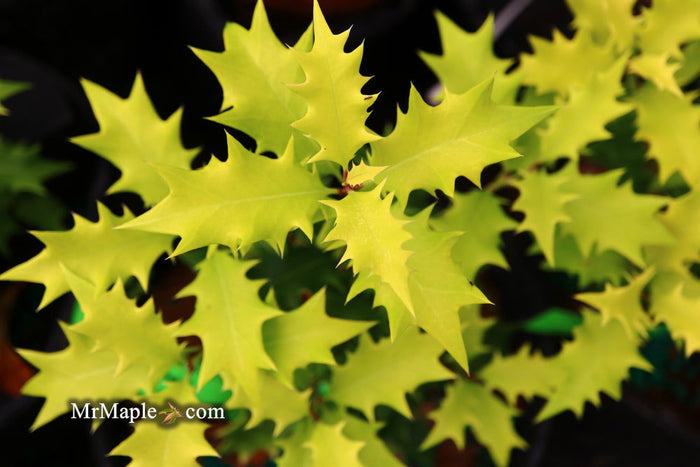 - Osmanthus heterophyllus 'Ogon' Yellow Fragrant Tea Olive - Mr Maple │ Buy Japanese Maple Trees