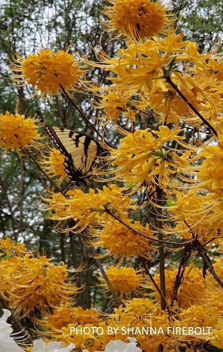 - Rhododendron austrinum Native Florida Flame Azalea - Mr Maple │ Buy Japanese Maple Trees