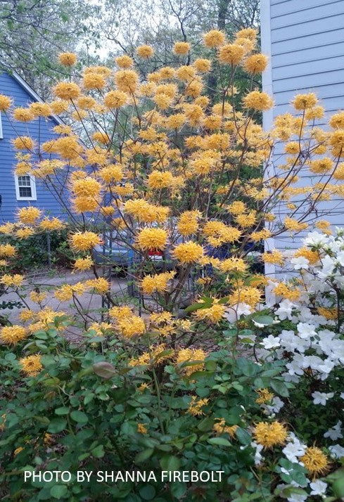 - Rhododendron austrinum Native Florida Flame Azalea - Mr Maple │ Buy Japanese Maple Trees