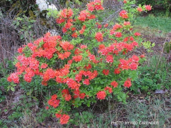 - Rhododendron flammeum Native Oconee Azalea - Mr Maple │ Buy Japanese Maple Trees