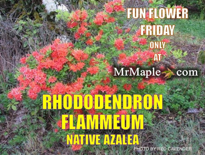 - Rhododendron flammeum Native Oconee Azalea - Mr Maple │ Buy Japanese Maple Trees