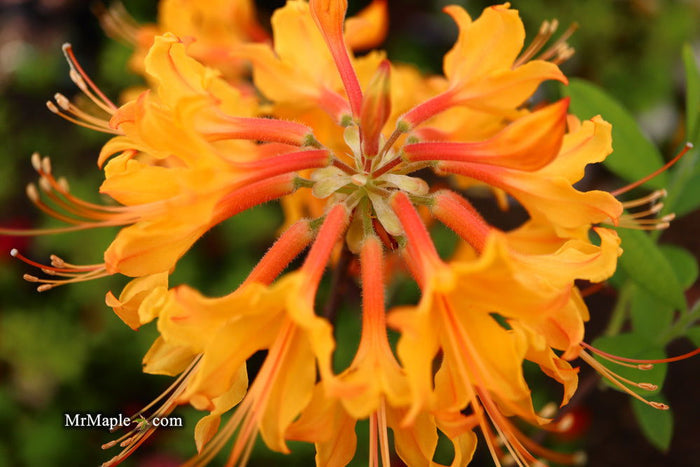 - Rhododendron flammeum Native Oconee Azalea - Mr Maple │ Buy Japanese Maple Trees