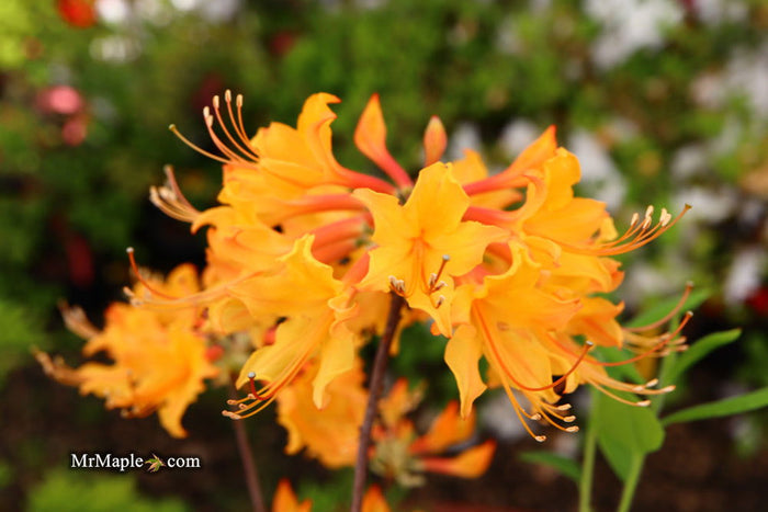 - Rhododendron flammeum Native Oconee Azalea - Mr Maple │ Buy Japanese Maple Trees