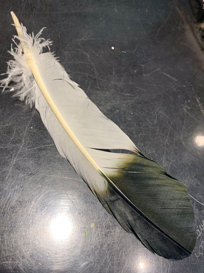 Smudge Feather