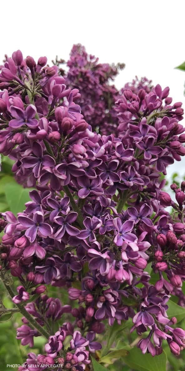 - Syringa vulgaris ‘Albert F. Holden' Bicolor Lilac Tree - Mr Maple │ Buy Japanese Maple Trees