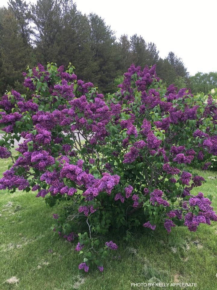 - Syringa vulgaris ‘Albert F. Holden' Bicolor Lilac Tree - Mr Maple │ Buy Japanese Maple Trees