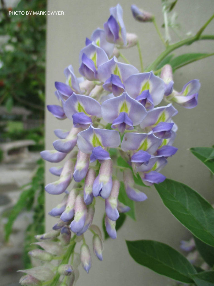Wisteria macrostachya 'Blue Moon' Blue Kentucky Wisteria - Mr Maple │ Buy Japanese Maple Trees