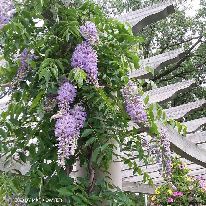 Wisteria macrostachya 'Blue Moon' Blue Kentucky Wisteria - Mr Maple │ Buy Japanese Maple Trees