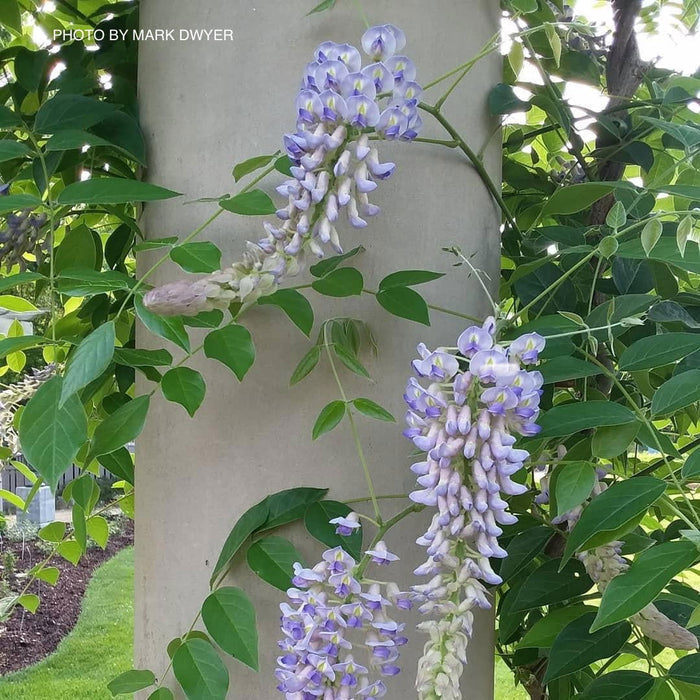 Wisteria macrostachya 'Blue Moon' Blue Kentucky Wisteria - Mr Maple │ Buy Japanese Maple Trees