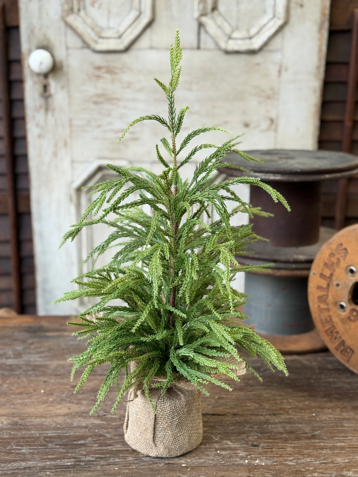 York Norfolk Pine Tree | 24"