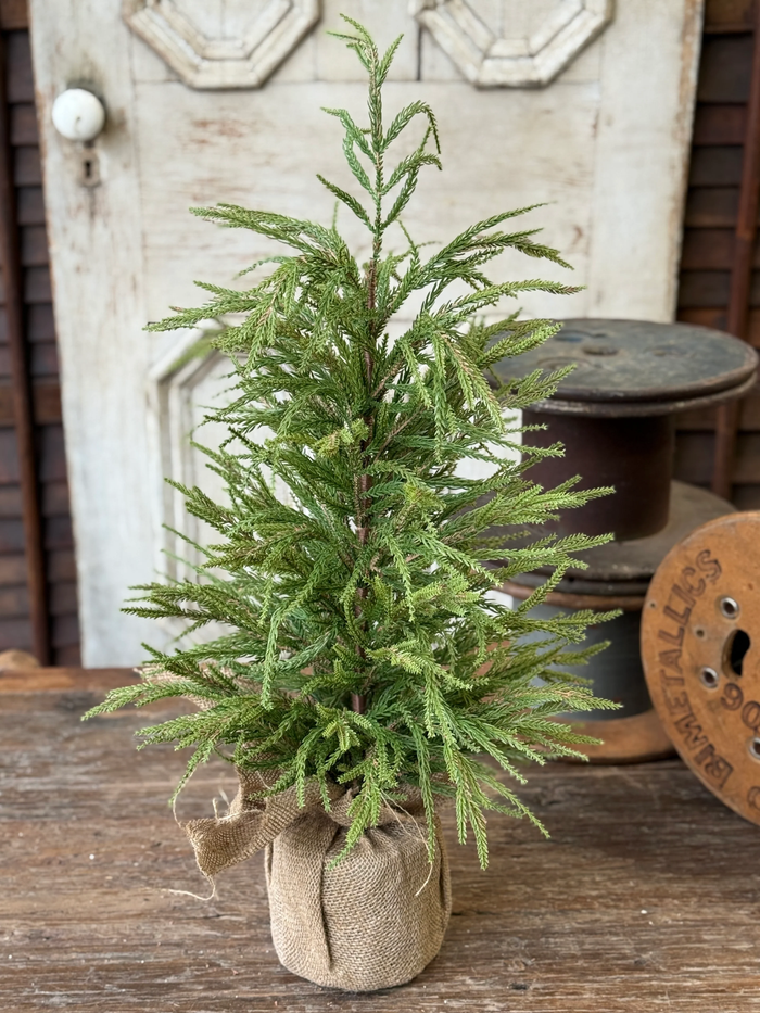 York Norfolk Pine Tree | 30"