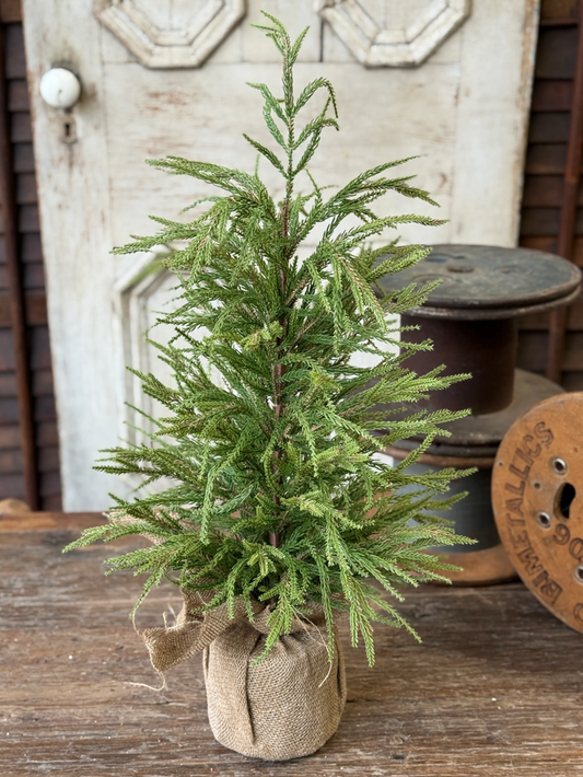 York Norfolk Pine Tree | 30"