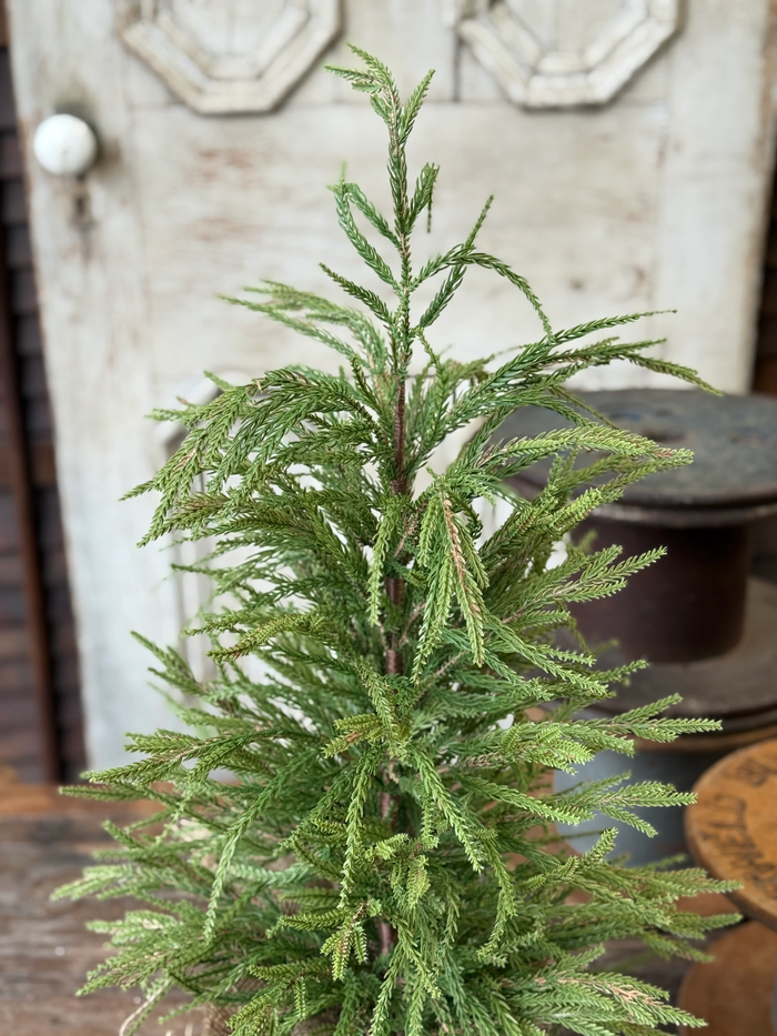York Norfolk Pine Tree | 30"