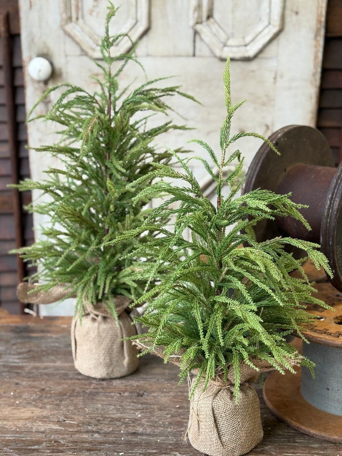 York Norfolk Pine Tree | 30"